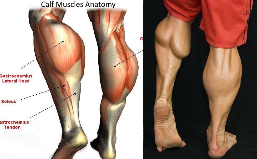 A Simple Workout to Build Big Calves